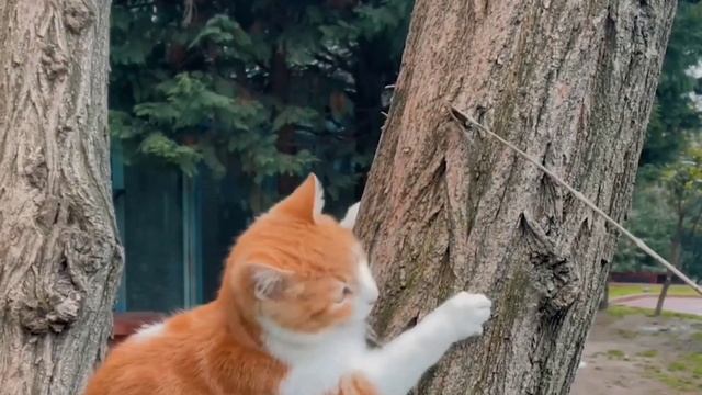 2 cat behaviours!💔🤯 1. Murmuring: Felines frequently murmur when they are content or l смотреть онлайн