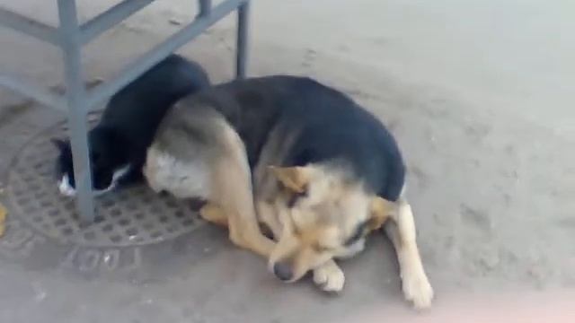 Собаки и коты (dog and tomcat смотреть онлайн