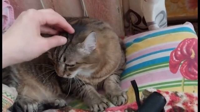 Толстый кот Степа играет и радуется жизни смотреть онлайн