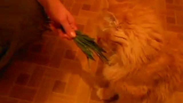 Кот "без сапог" и лук смотреть онлайн