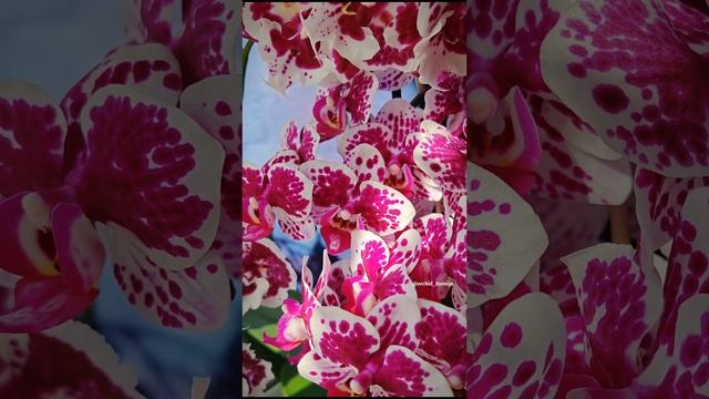 Шикарные орхидеи: Tango (Marrakesh), Untold Stories, Rembrandt | Домашнее цветение фаленопсисов 🌸 смотреть онлайн