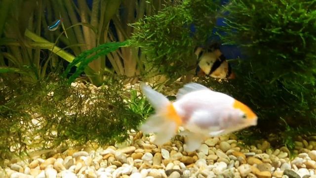 подарили двух золотых смотреть онлайн