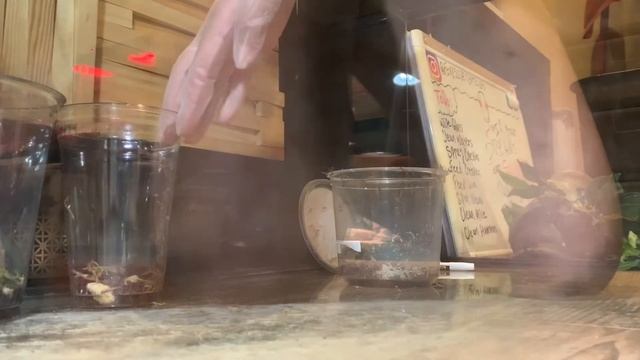 MANTIS MANIA!!! Baby praying mantises!!! смотреть онлайн
