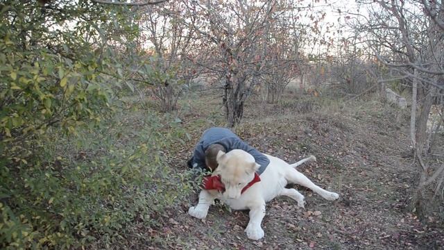 Как в саванне встретились ЧЕЛОВЕК и ЛЬВИЦА! How a MAN and a LIONESS met in the savanna! смотреть онлайн