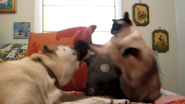 Кот боксирует с собакой/ Boxing cat and dog смотреть онлайн