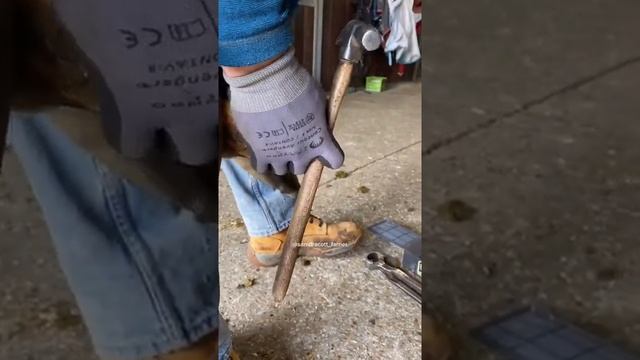 Horse Toenail Care#373 смотреть онлайн