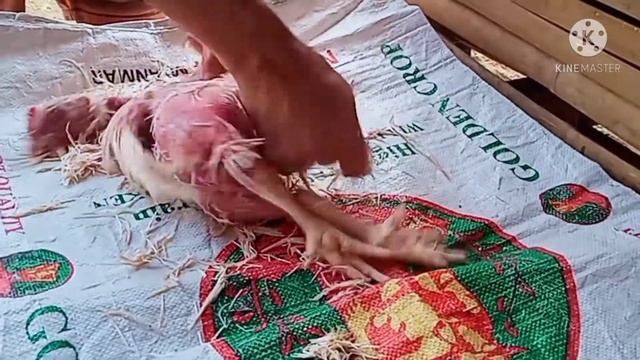 paano mag katay ng MANOK na 45 DAYS step by step смотреть онлайн