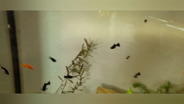 кардиналы и скалярии смотреть онлайн