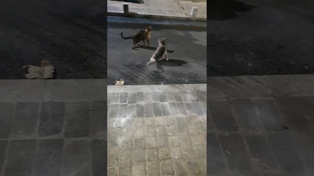 #short #котывоители#смешныевидео#helenlin1 #приколы#борьбакотов#catvideos #shortsvideoyoutube