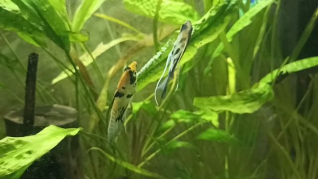 нерест скалярии смотреть онлайн