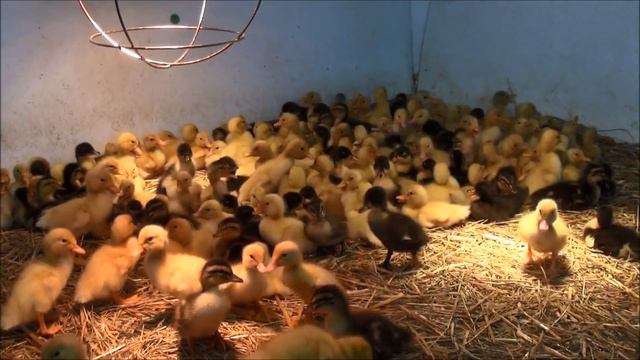 Road Trip Today Another Duck Feed Run #69 Hatching Duck & Goose Eggs смотреть онлайн