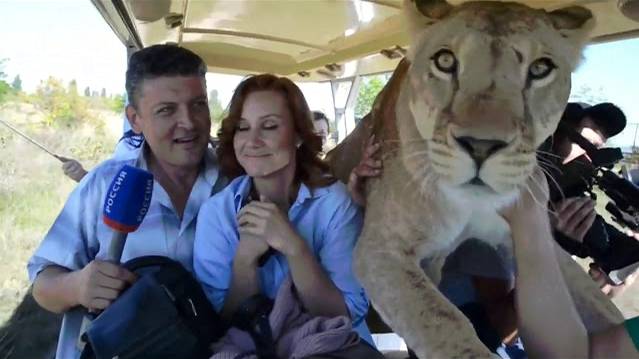 ЛЬВИЦА ЛОЛА ЗВЕЗДА ТАЙГАНА смотреть онлайн