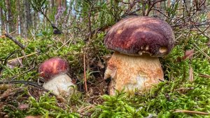 ТИХАЯ ОХОТА НА БОРОВИКИ! СОБИРАЕМ СОСНОВЫЕ БЕЛЫЕ ГРИБЫ В ОСЕННЕМ ЛЕСУ. СЕНТЯБРЬ 2024