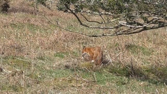 Fox catching and eating prey on Dartmoor смотреть онлайн