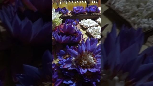 Невероятный аромат цветов на рынке подношений в Канди, Шри-Ланка смотреть онлайн
