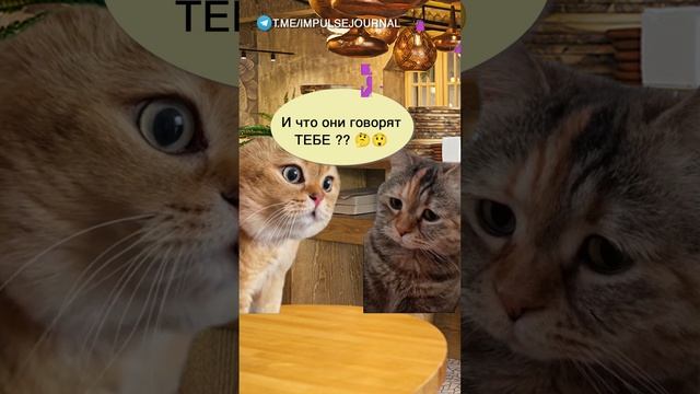 Мистика #мыкотики #вмем #разговор #анекдот #шутки #кот #юмор #смешное #прикольно #мемы #cat смотреть онлайн