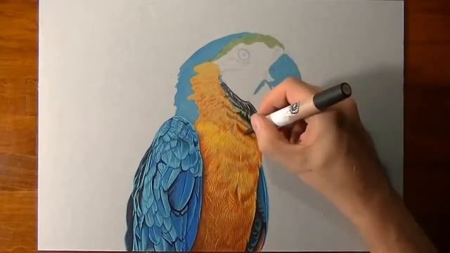 Drawing a realistic parrot1 смотреть онлайн