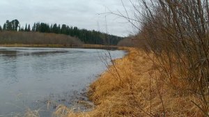 Д. Коптяки. Присматриваюсь где поставить закидушку с куриной печенью на налима. Рыбалка на налима.