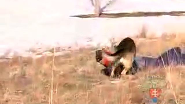 CQB K 9 ATTACK DOG TRAINING смотреть онлайн
