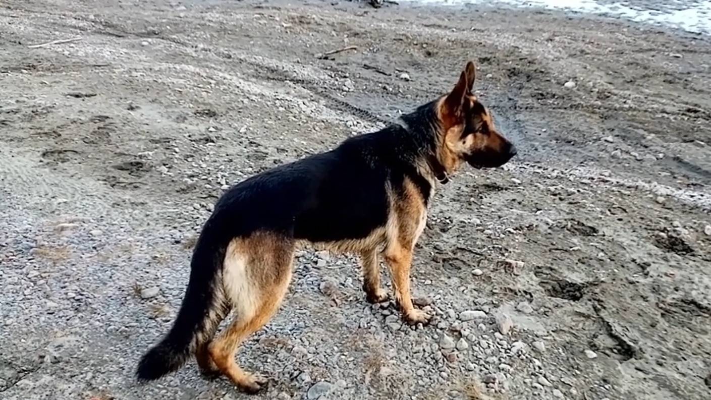 # 27 ЮДЖИН, НЕМЕЦКАЯ ОВЧАРКА
ПРОГУЛКА НА ОБЬ