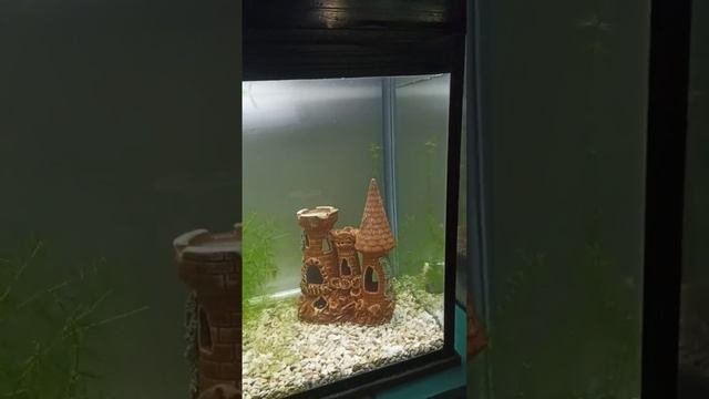 цихлидник смотреть онлайн