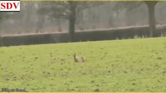 9 Amazing Moments Of Prey Escapes Predators | Animals Amazing videos | attacks | Shing Ding Vlogs смотреть онлайн