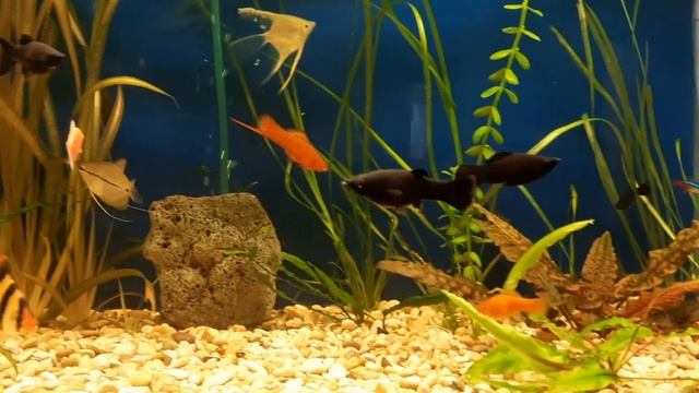 убрал дерево из аквариума смотреть онлайн