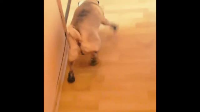 Funny pug with shoes on смотреть онлайн