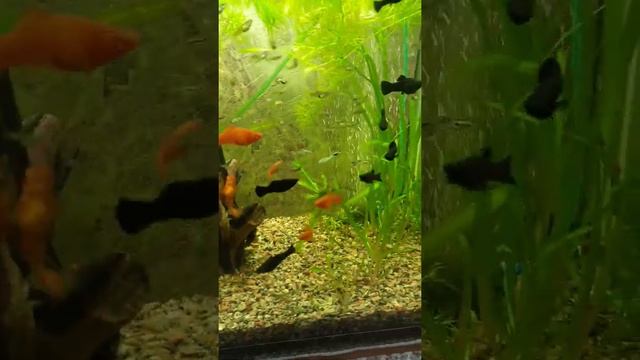 рыба смотреть онлайн