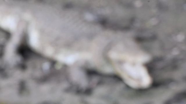 The crocodile's 🇱🇰 ability to remain silent until it finds its prey is amazing смотреть онлайн
