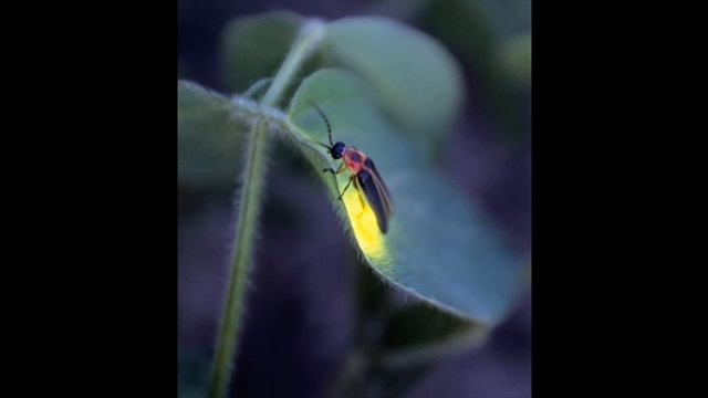 Cold, Freezing Out by Mooze and Firefly смотреть онлайн