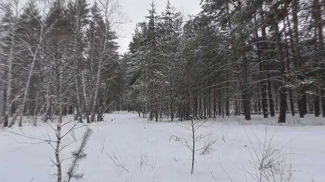 Масленица 2018. Одиночный рейд выходного дня на Ниве.