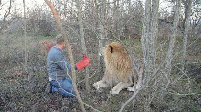 Встреча с вожаком львов Чуком после разлуки ! смотреть онлайн