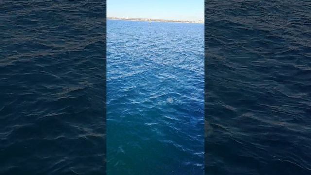 Будни Любимки в Анапе на теплоходе