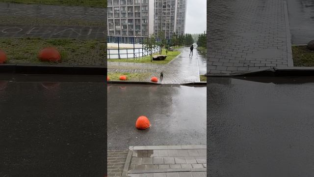 Самая нужная команда для собачников смотреть онлайн