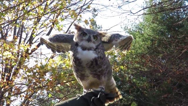NYBG Live Birds of Prey November, 2015 смотреть онлайн