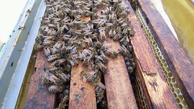 пчеловодство на ячейке 4,9 мм - часть 42, бакфаст селекции Ральфа Кольбе, 24.01.2024 смотреть онлайн