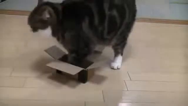 Кот Cat Maru YouTube 360p смотреть онлайн