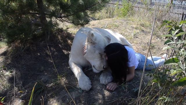 Мимишность зашкаливает ! Как Олег Зубков помогал Герде почухать толстенькое брюшко :))) смотреть онлайн