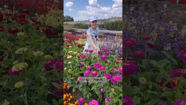 Элтиный стандарт георгиновидных цинний! Главные предложения по черной пятнице на USADBA-SEMENA.RU