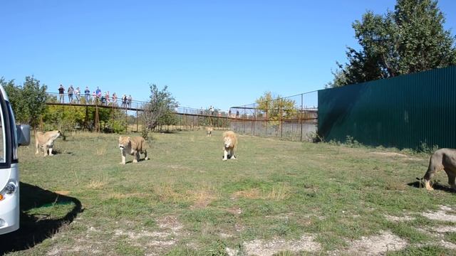 Эмоции зашкаливают !Львы окружают людей ! смотреть онлайн