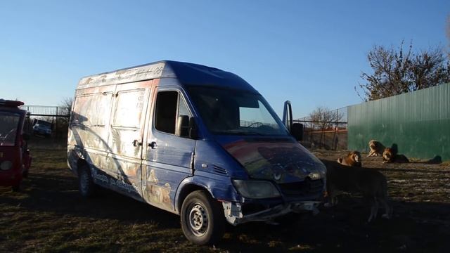 Льву Филе принесли мясо в отдельный 'кабинет',а львы все на нервах :) смотреть онлайн