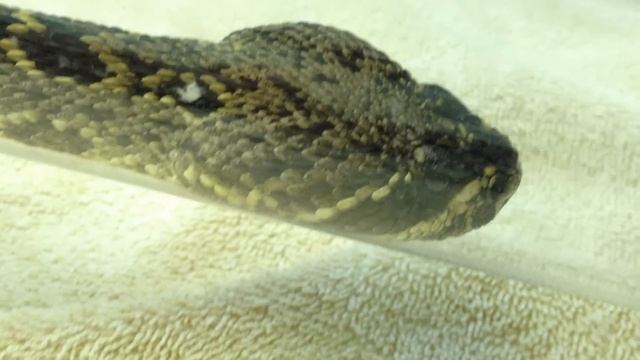 Rattlesnake with tail trauma and stolen rattle in for workup and repair смотреть онлайн