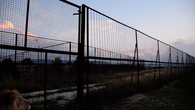 Чук и Гек устраивают разборки в Саванне . смотреть онлайн