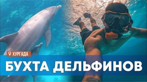 Плавание с дельфинами в открытом море. Хургада, Египет
