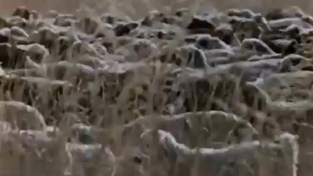 В самом центре Азии. Фильм о Тувинской АССР (1976) смотреть онлайн