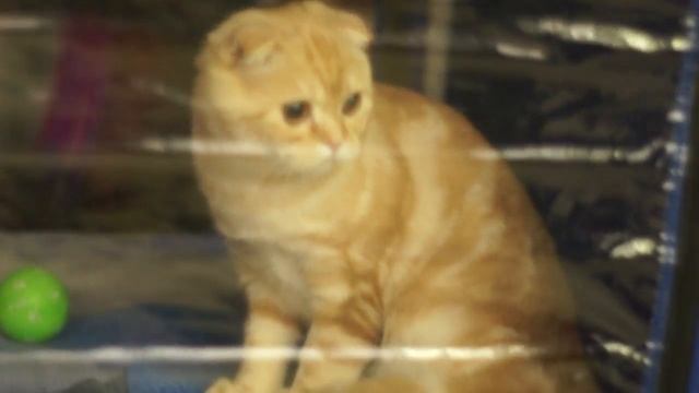 Кот из Шрека смотреть онлайн