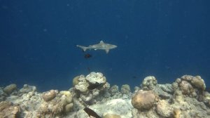 МУЗЫКА ДЛЯ ШАВАСАНЫ/РАССЛАБЛЕНИЯ/МЕДИТАЦИИ/SHAVASANA MUSIC/RELAX