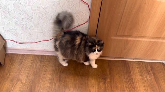 Моя кошка Вася хочет от меня убежать. Смешная кошка смотреть онлайн