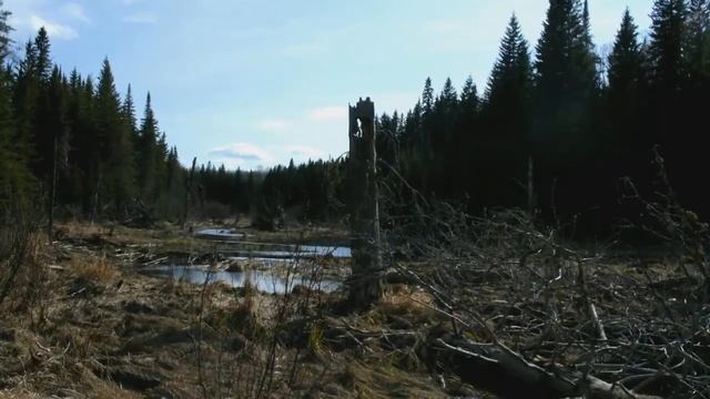 On the Cusp of Boreal смотреть онлайн